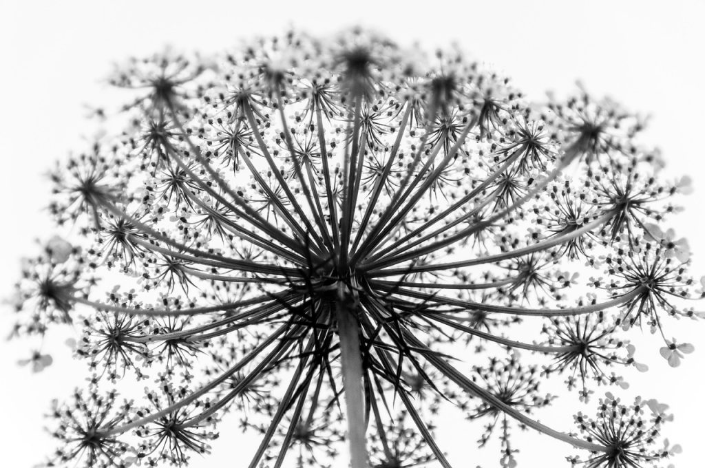 dandelion, seeds, seedhead, plant, nature, black-and-white