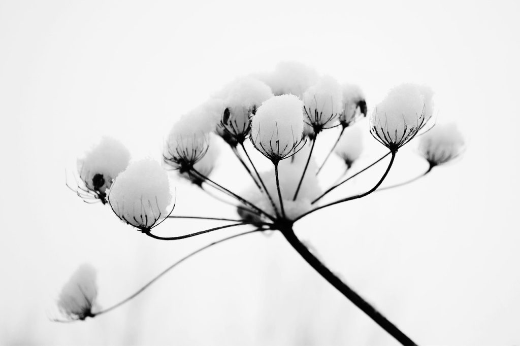 image illustrant une fleur, symbole de la singularité - Résolutions Singulières propose des accompagnements pour apprendre à mieux se connaître