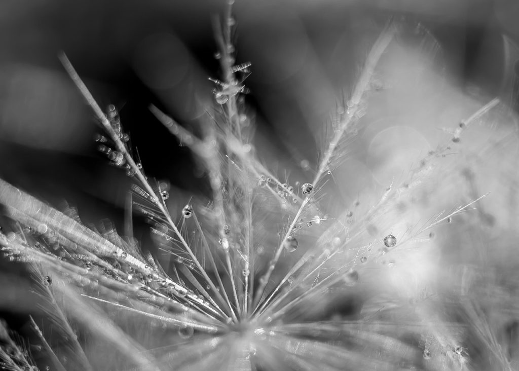 droplets, water, dandelion, nature, plants, liquid, garden, field, black and white