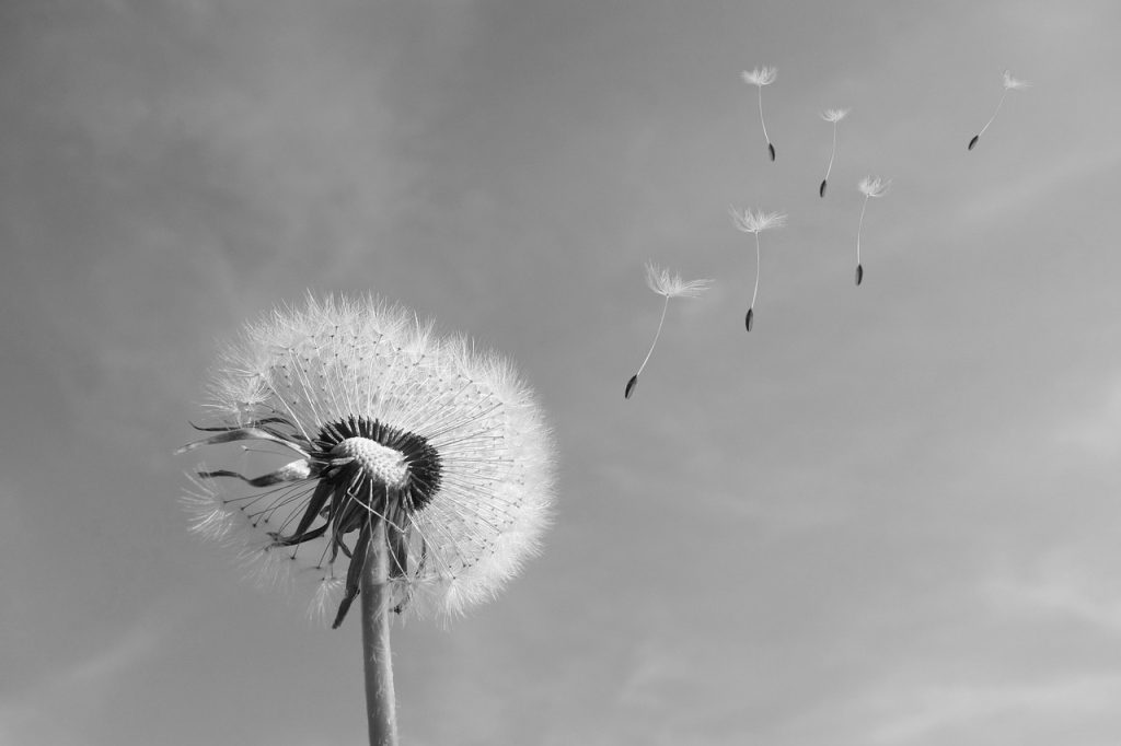 dandelion, wind, blow away, seeds, seed flight, beautiful flowers, nature, heaven, flower, black, white, macro, black-and-white, flower wallpaper, umbrella, flower background, pollen