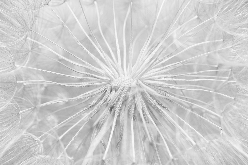 dandelion, flower, blossom, black white, monochrome, high key, nature, flower wallpaper, flower background, plant, floral, beautiful flowers, gray plant, gray key, gray plants