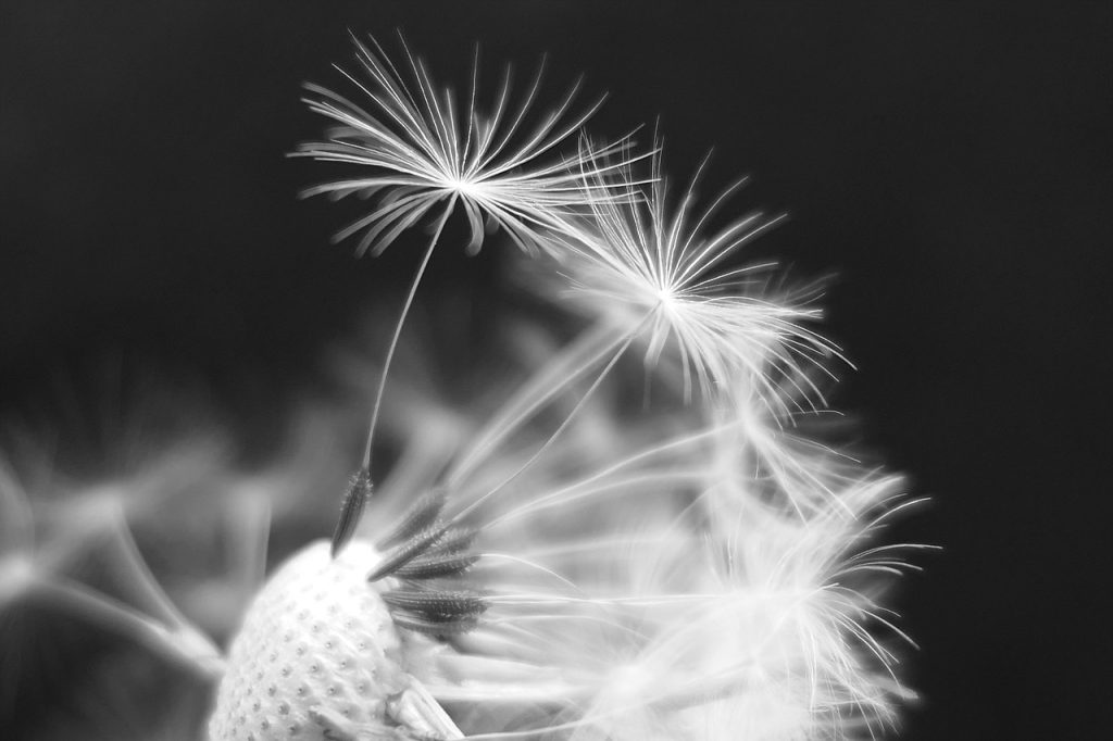 dandelion, dandelion flower, umbrella, blossom, bloom, seeds, beautiful flowers, flower wallpaper, dandelion seeds, common dandelion, flower background, pointed flower, close up, nature, flower