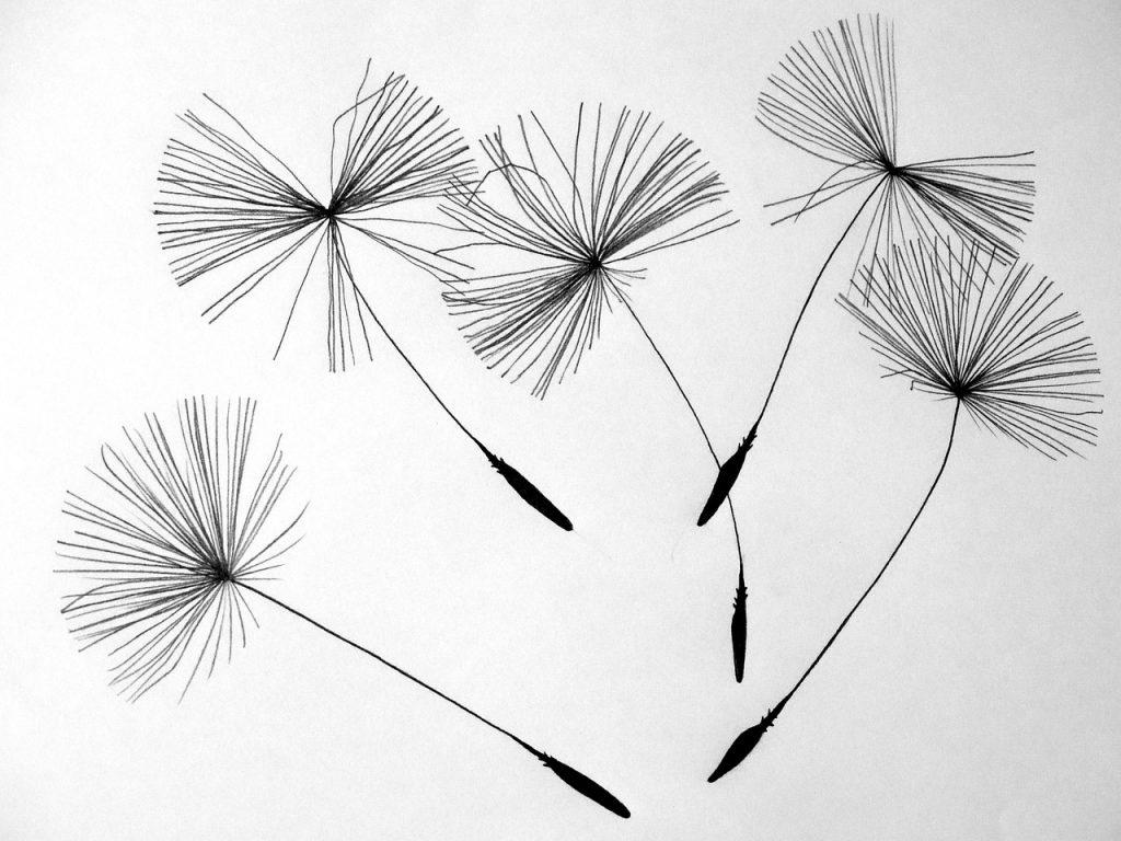 seeds, flower wallpaper, flower background, dandelion, flower, beautiful flowers, pointed flower, nature, line drawing