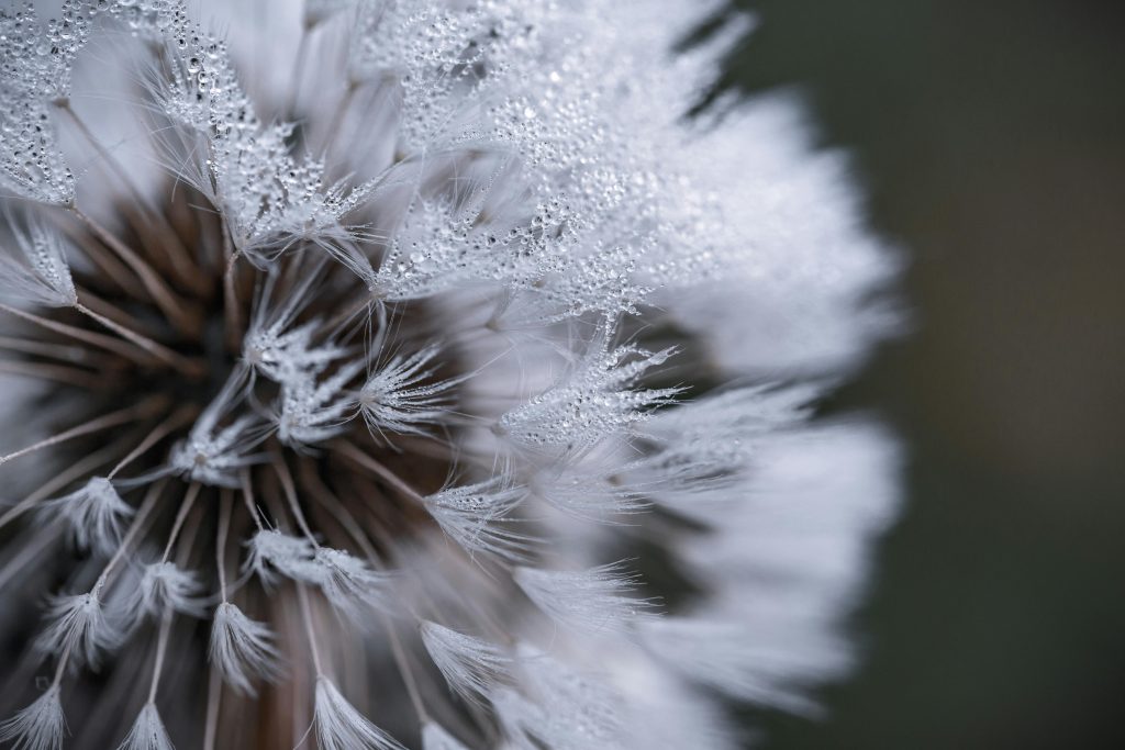 Macro shot of a delicate dandelion covered in dew drops, highlighting natural beauty.